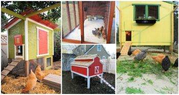 37 DIY Chicken Coop Plans That Are Budget Friendly