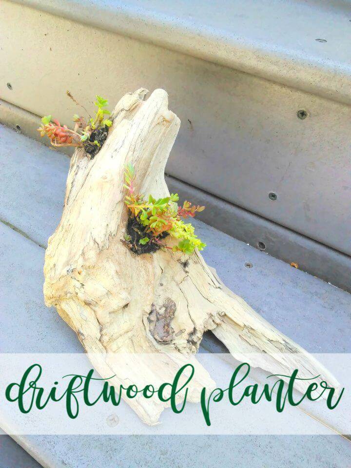 Easy DIY Driftwood Planter