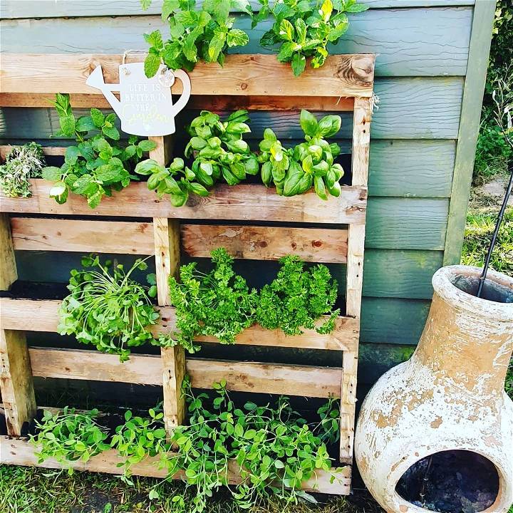 My herb garden in pallet