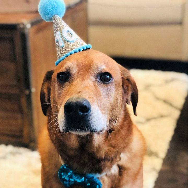 Pom Pom Dog Birthday Hat